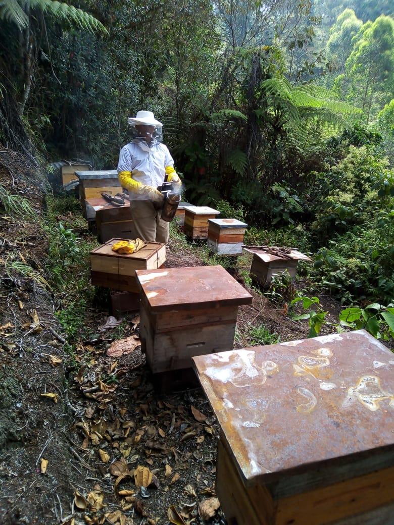 Nucleos Avanzados Y Colmenas Para Produccion