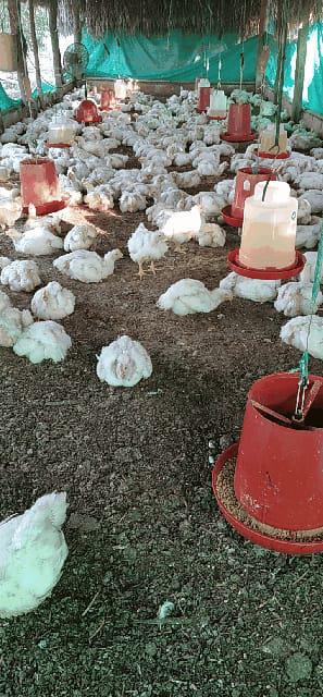 Pollo De Engorde