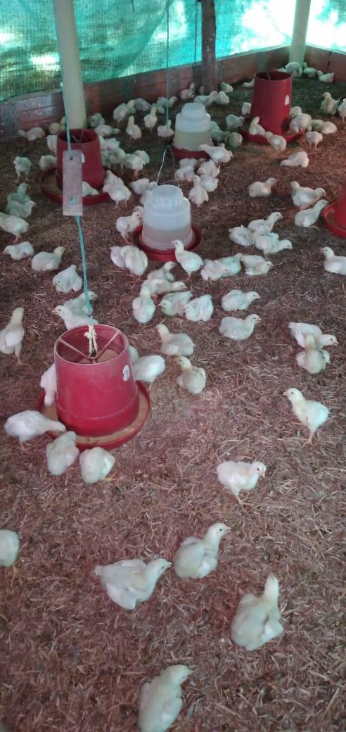 Pollo De Engorde