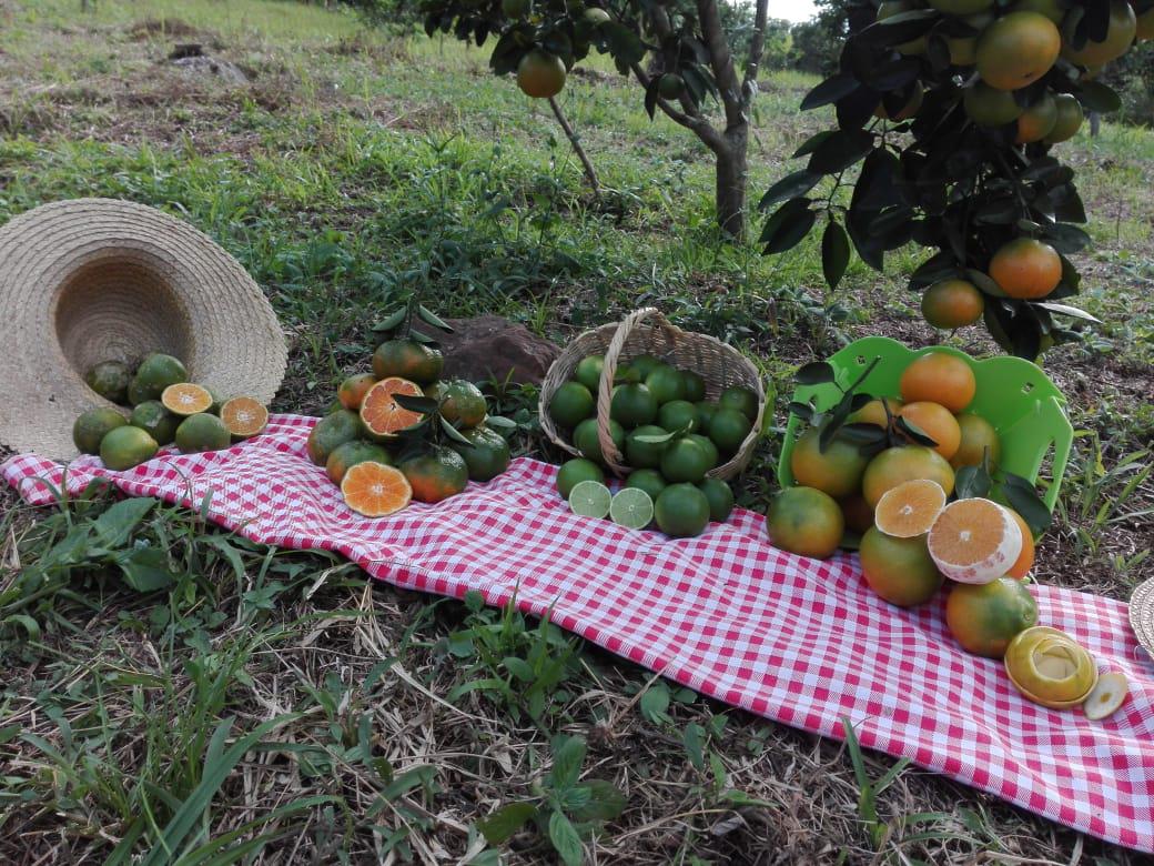 Naranja Tangelo
