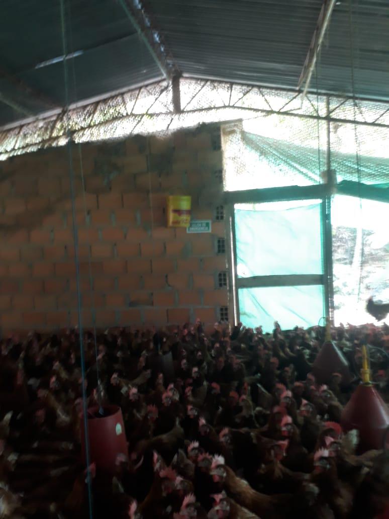 Gallina De Postura