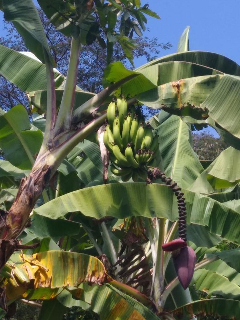 Banano Criollo — foto 2 de 2