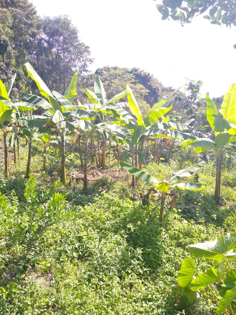 Banano Criollo