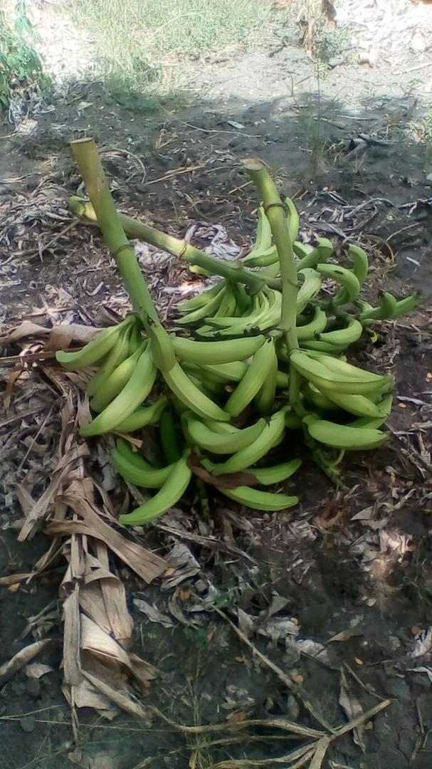 Platano Harton