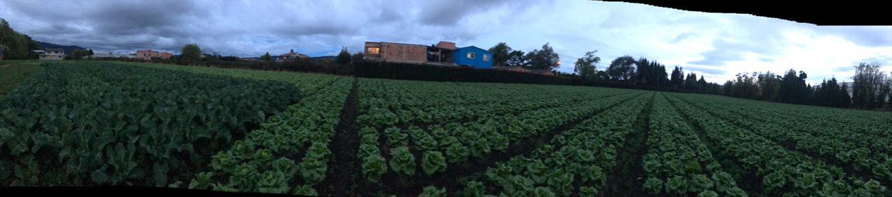 Lechuga
