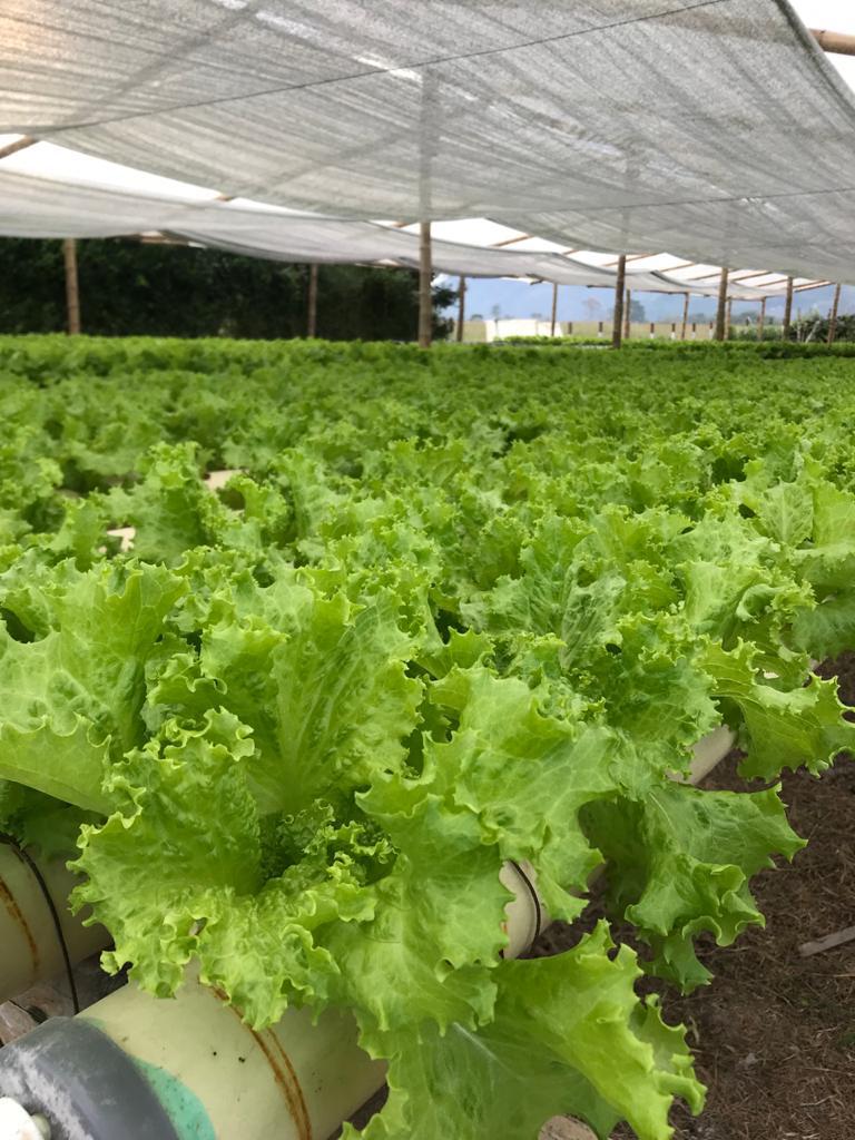 Lechuga Crespa Unidad