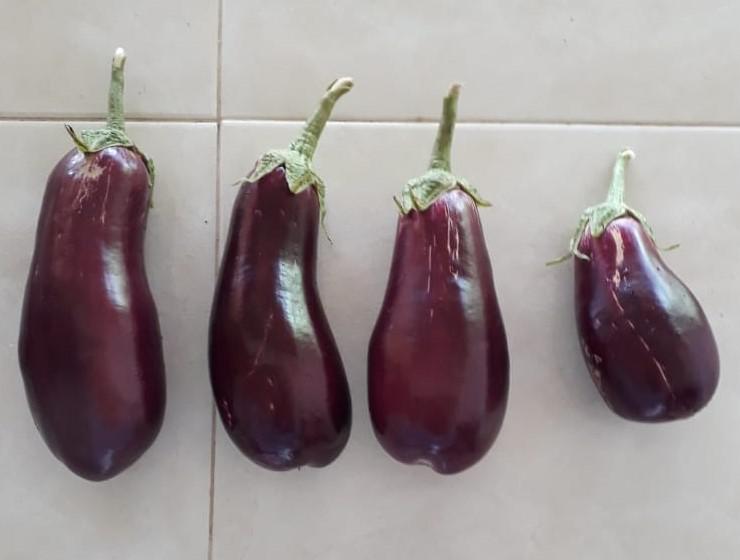Berenjena Criolla Color Morado