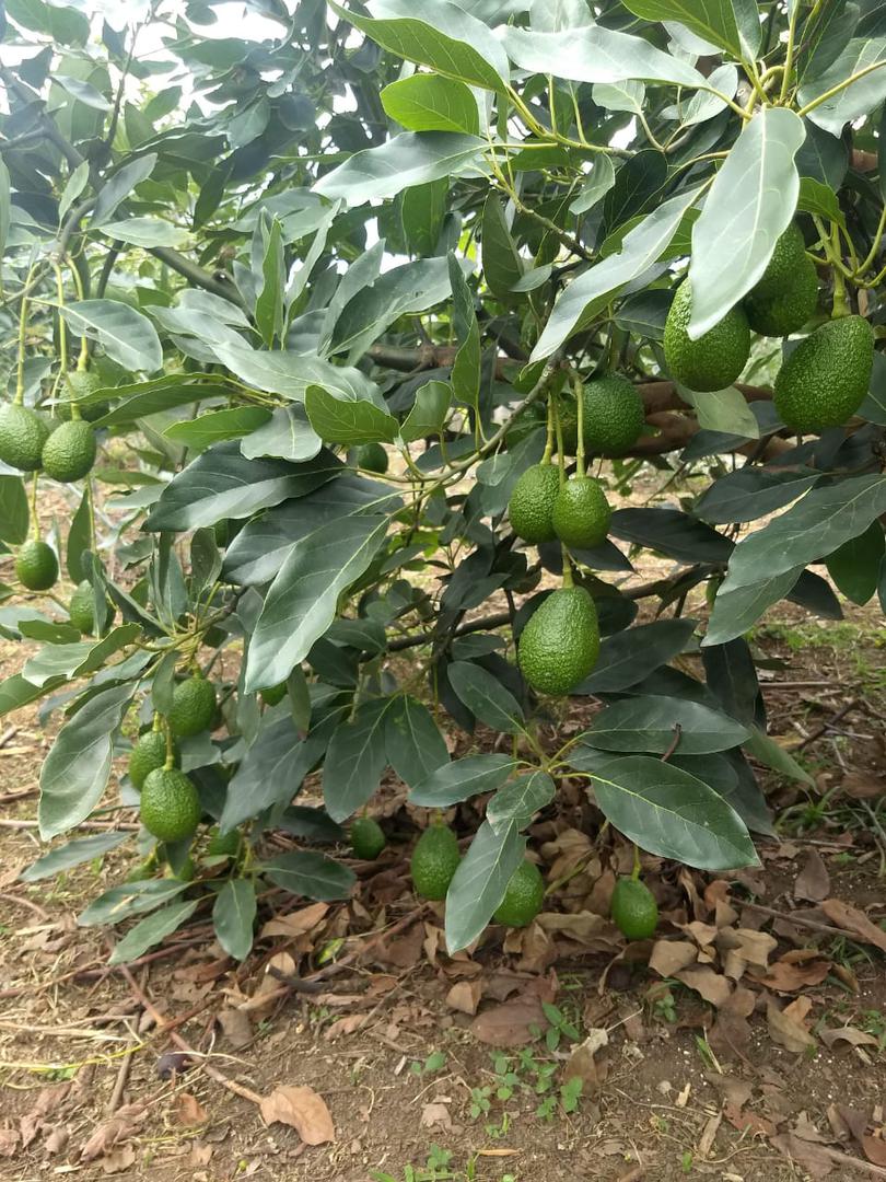 Aguacate Has
