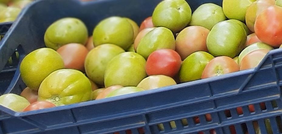 Tomate Chonto Kilo