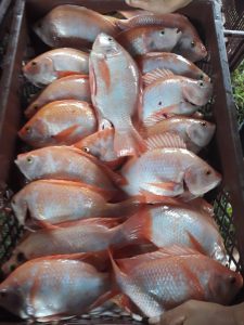 Tilapia Roja