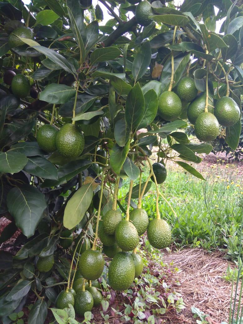 Aguacate Hass