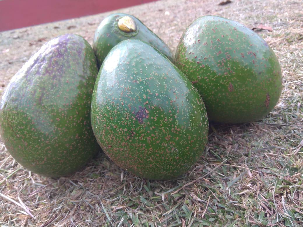 Aguacate Hass