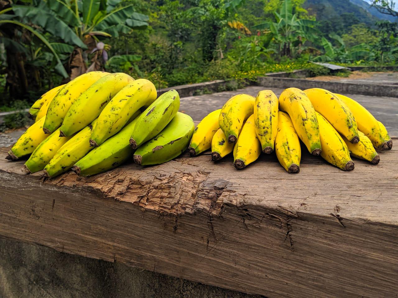 Banano Criollo