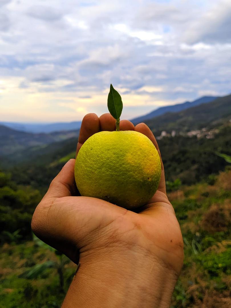 Naranja Criolla