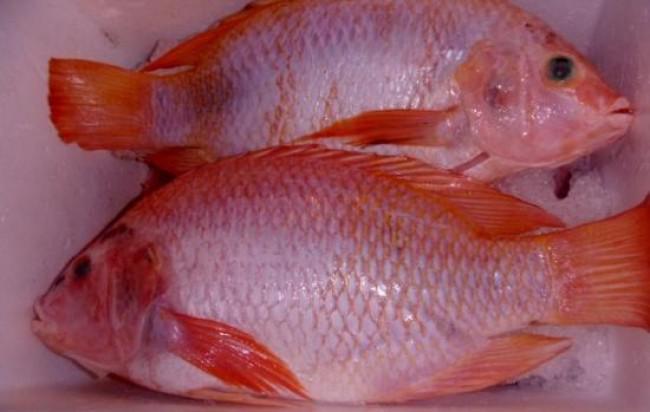 Kilo Tilapia