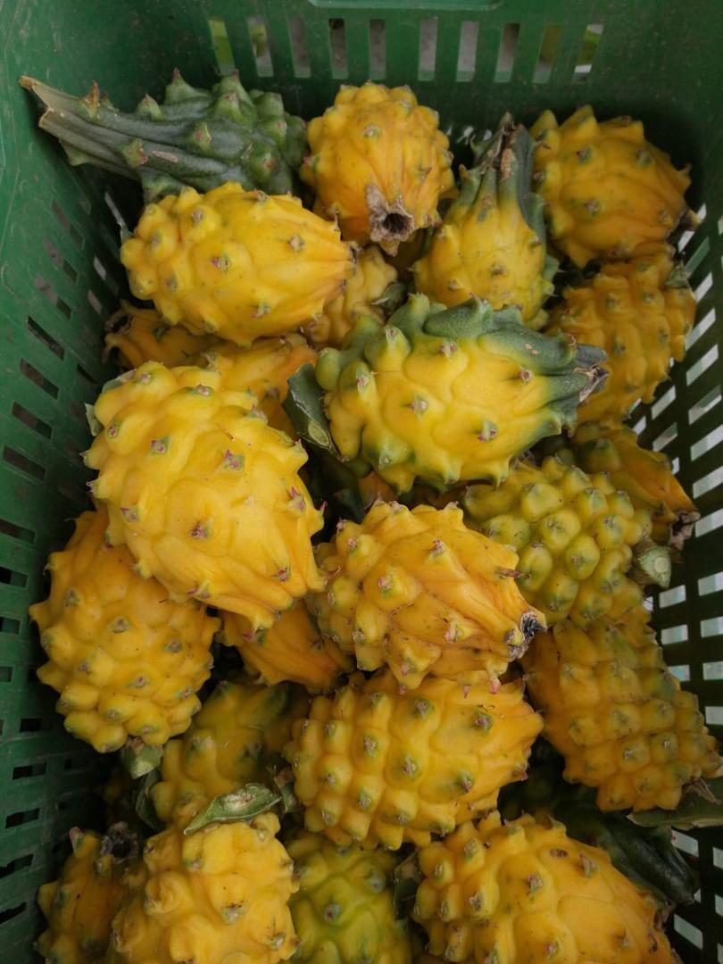 Pitahaya