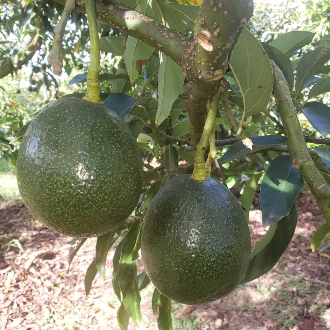 Aguacate Variedad Reed Por Kilo