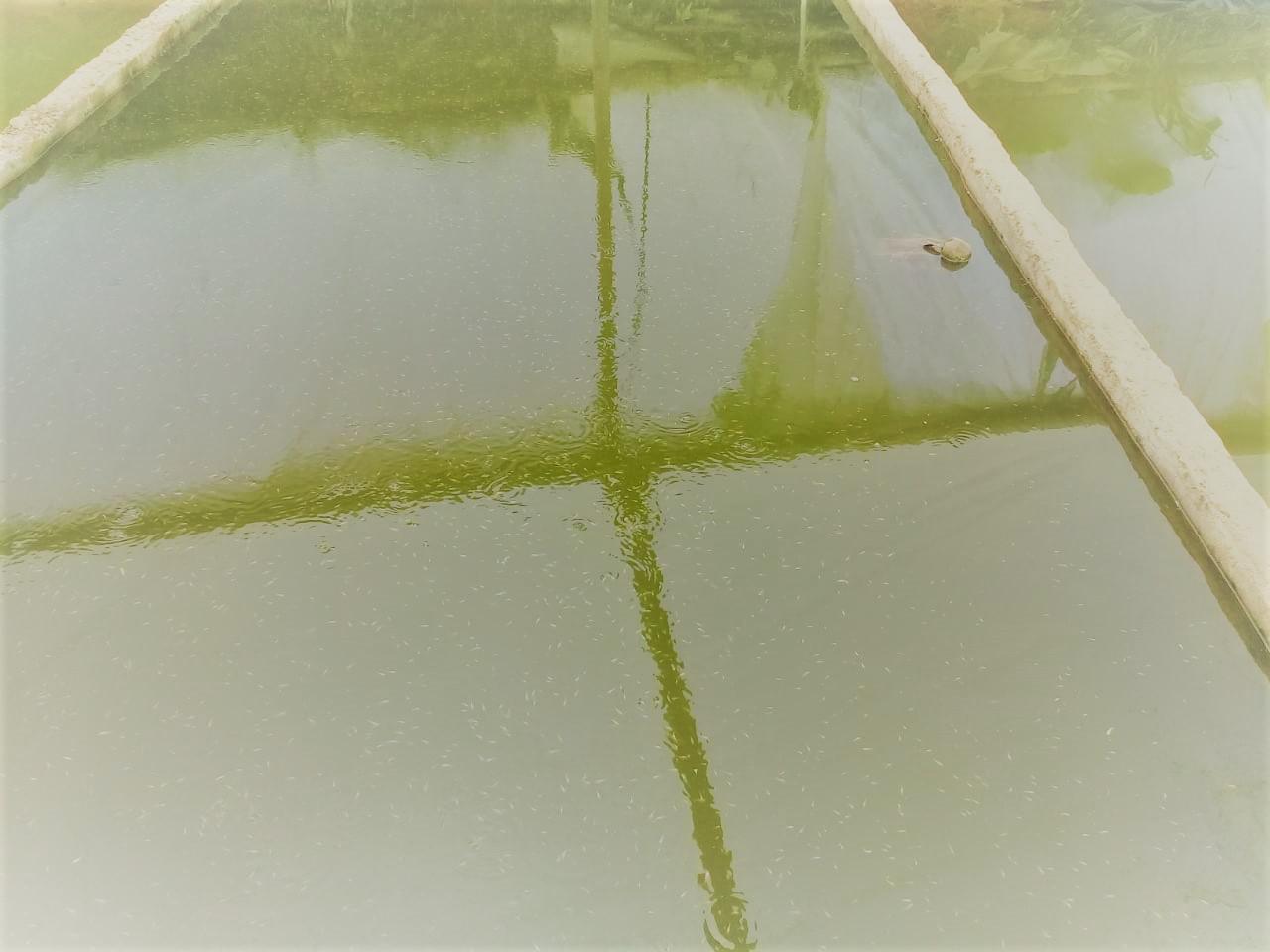 Alevinos De Tilapia Roja
