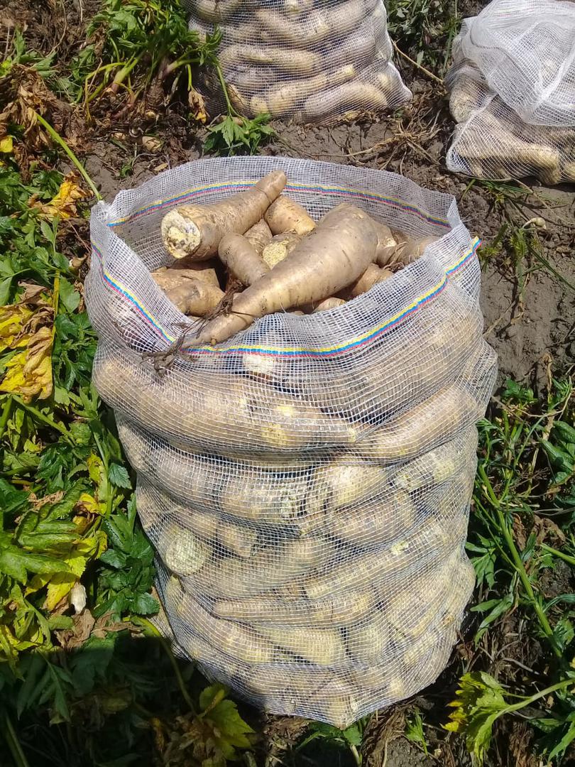 Arracacha Variedad Comun — foto 2 de 2