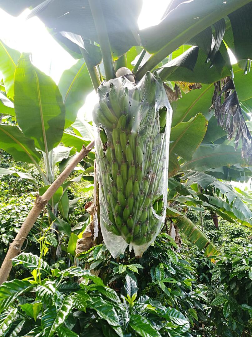 Banano