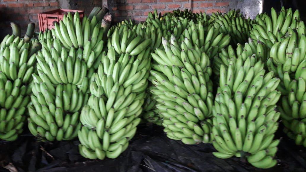 Banano