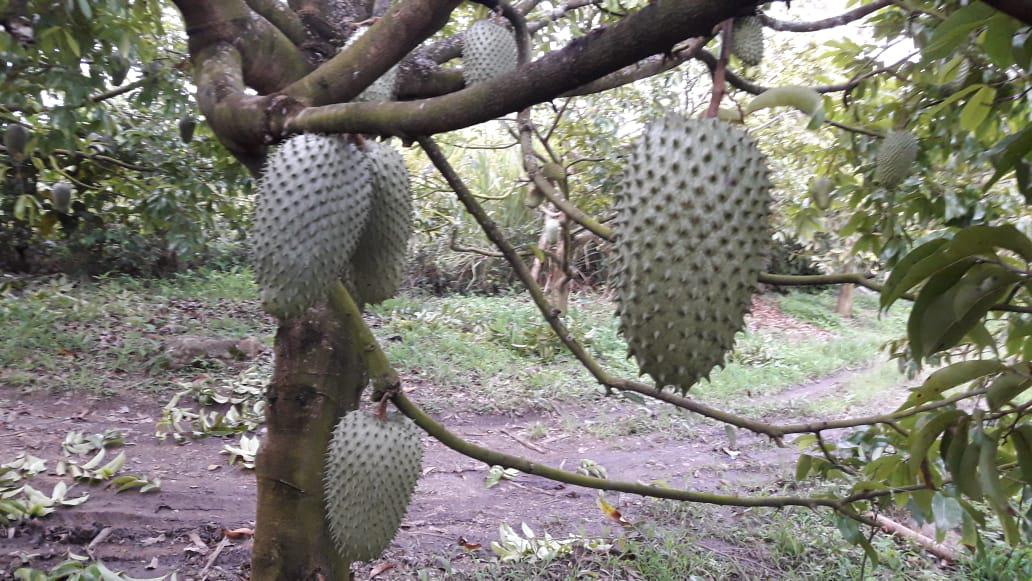 Guanabana