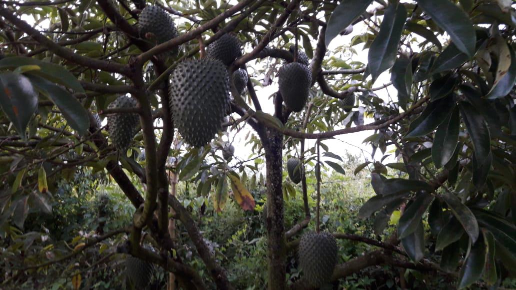 Guanabana