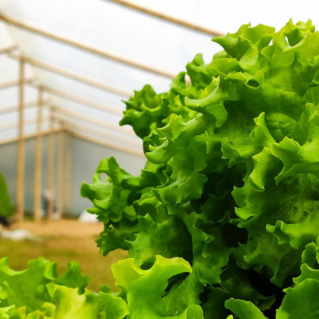 Lechuga Verde Crespa X 12 Und