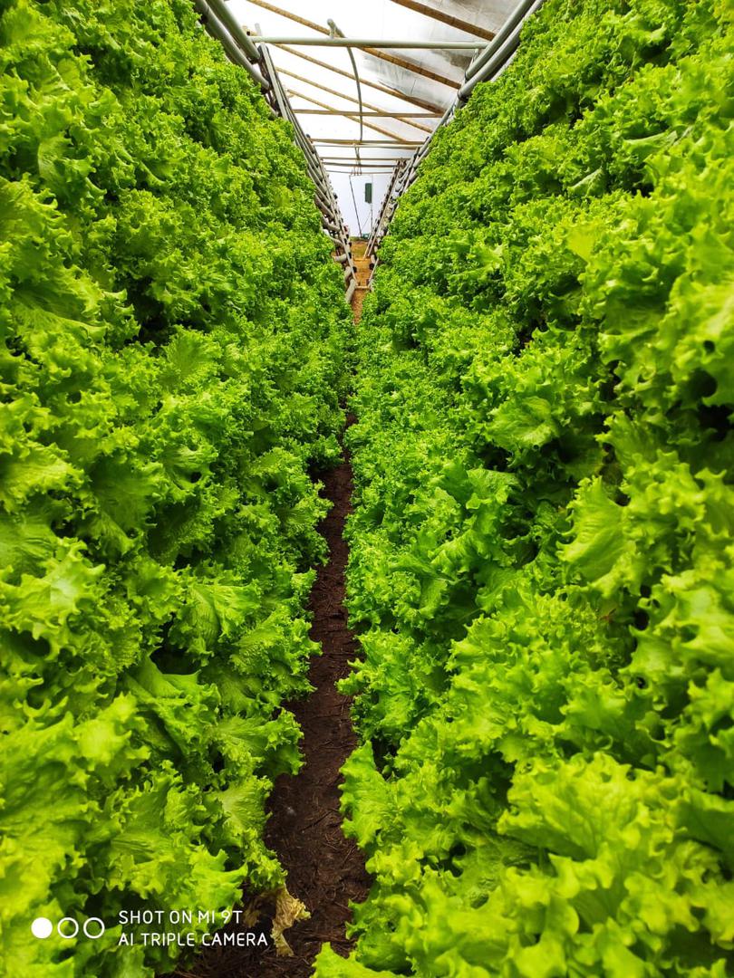 Lechuga Verde Crespa X 12 Und