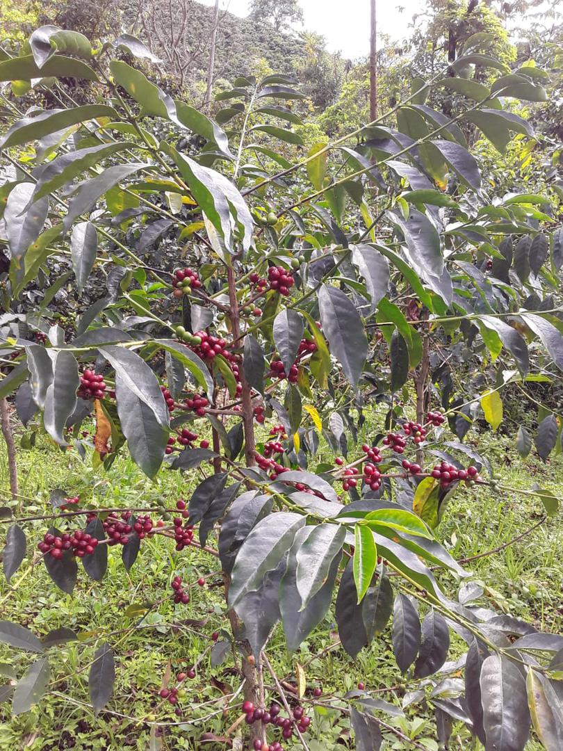 Cafe Opoagua Especial