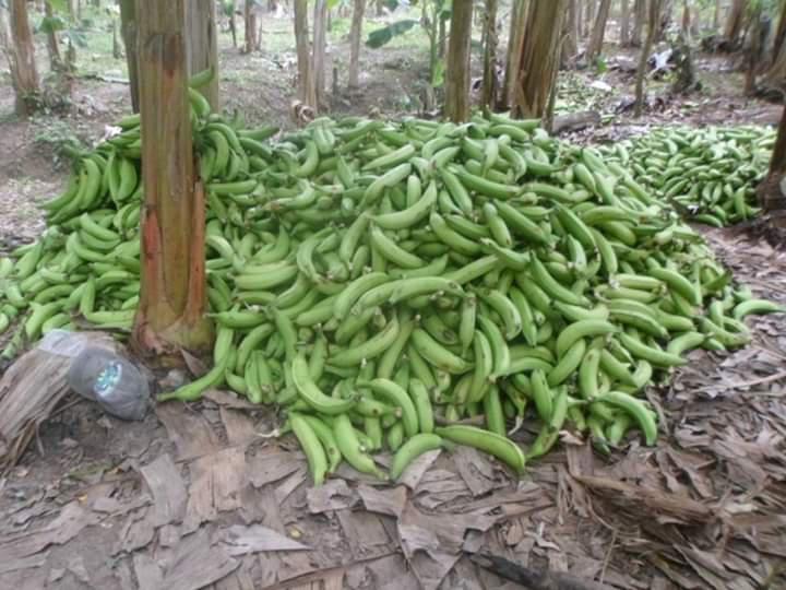 Platano Harton — foto 2 de 2