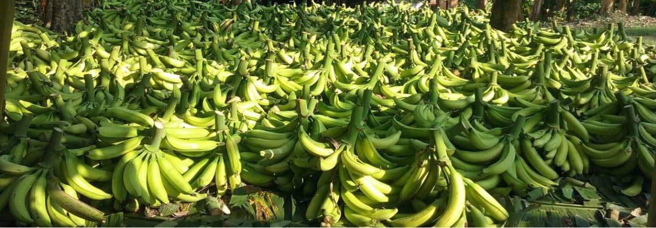 Platano Harton