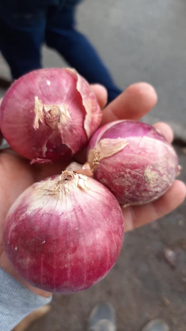 Cebolla Roja