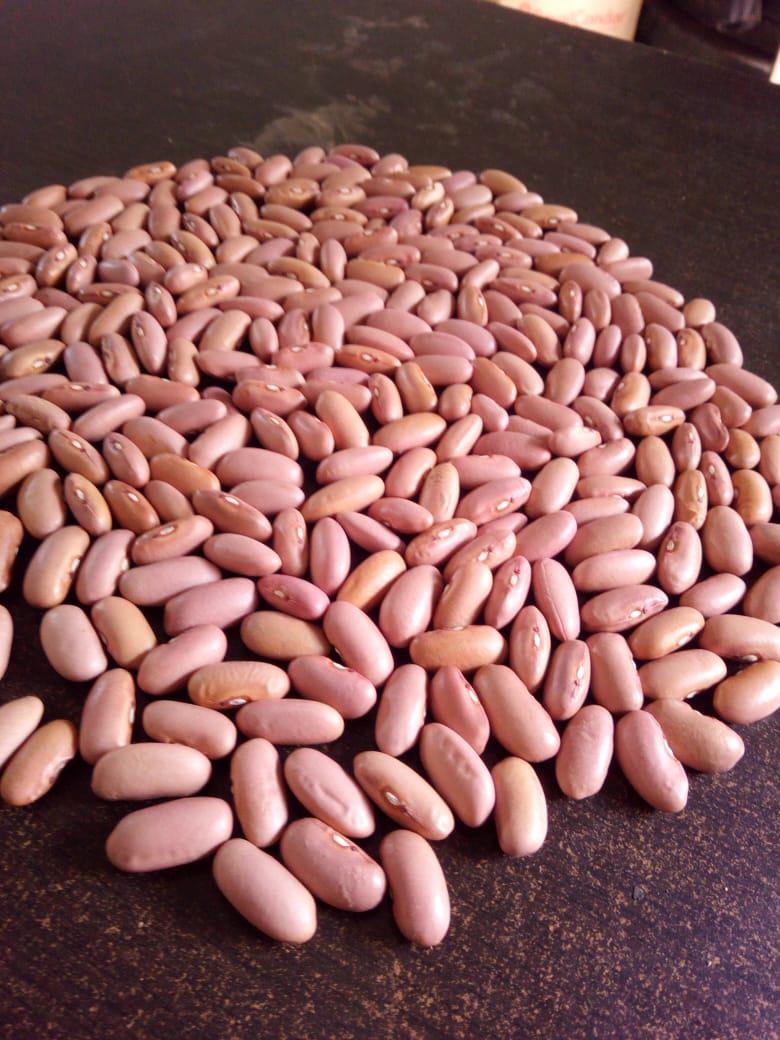 Frijol Zaragoza Rosado