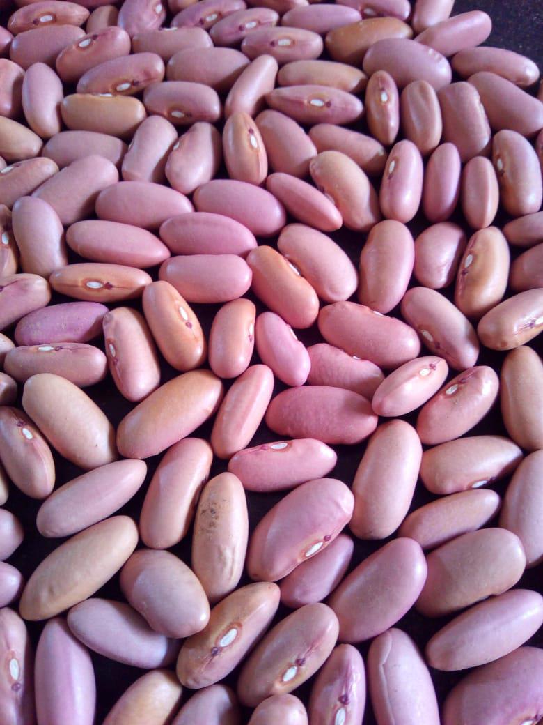 Frijol Zaragoza Rosado