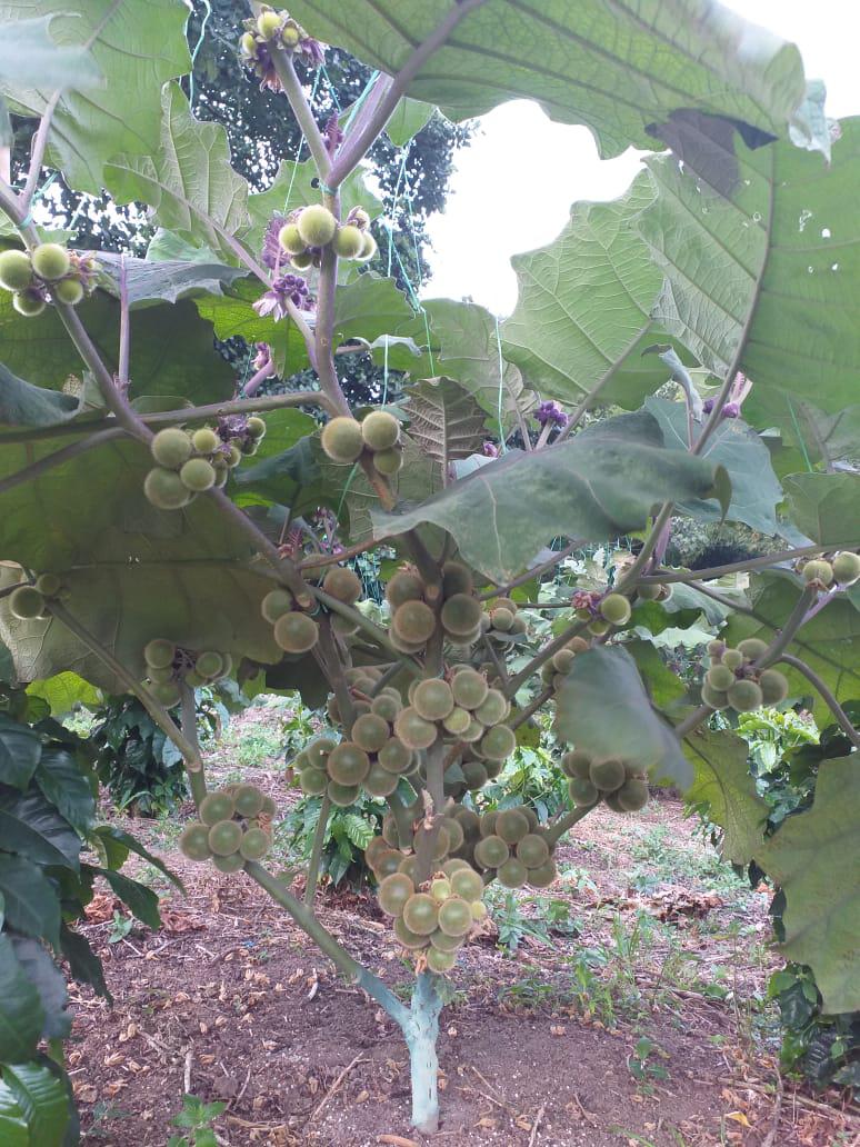Lulo Variedad La Selva