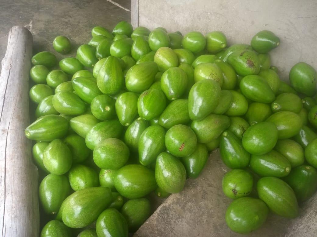Aguacate Lorena