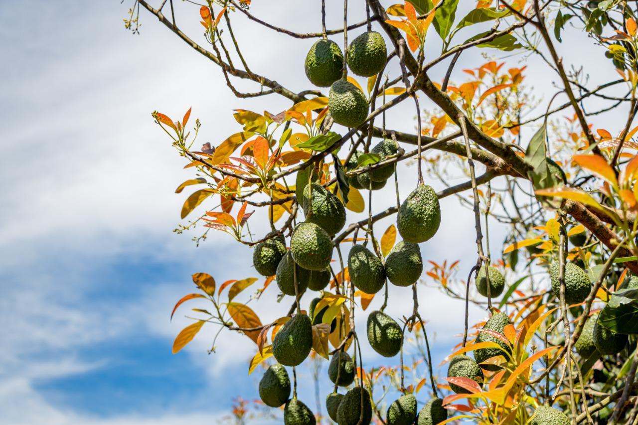 Aguacate Hass Kilogramo