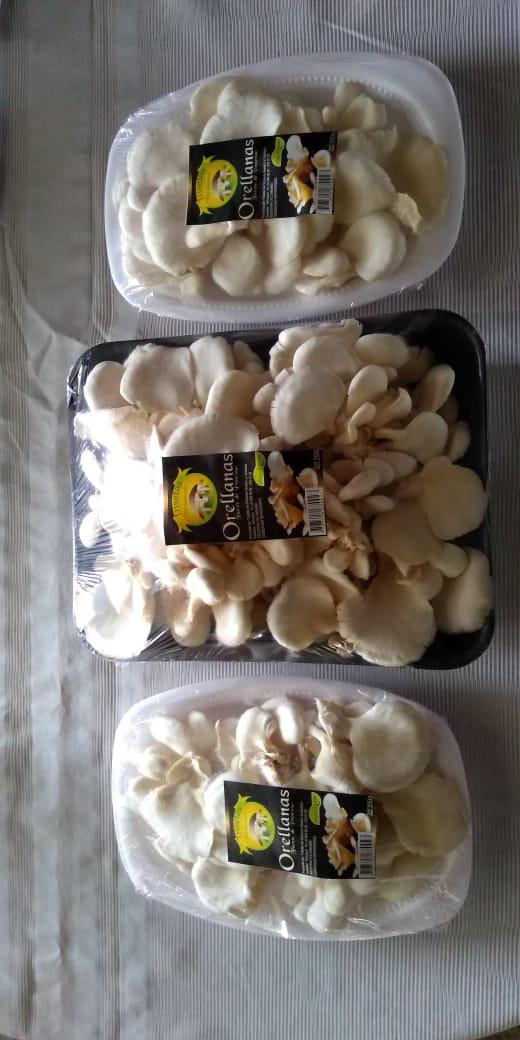 Orellanas