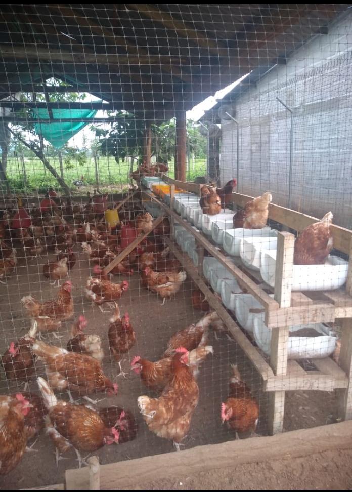 Huevos Semi Criollos