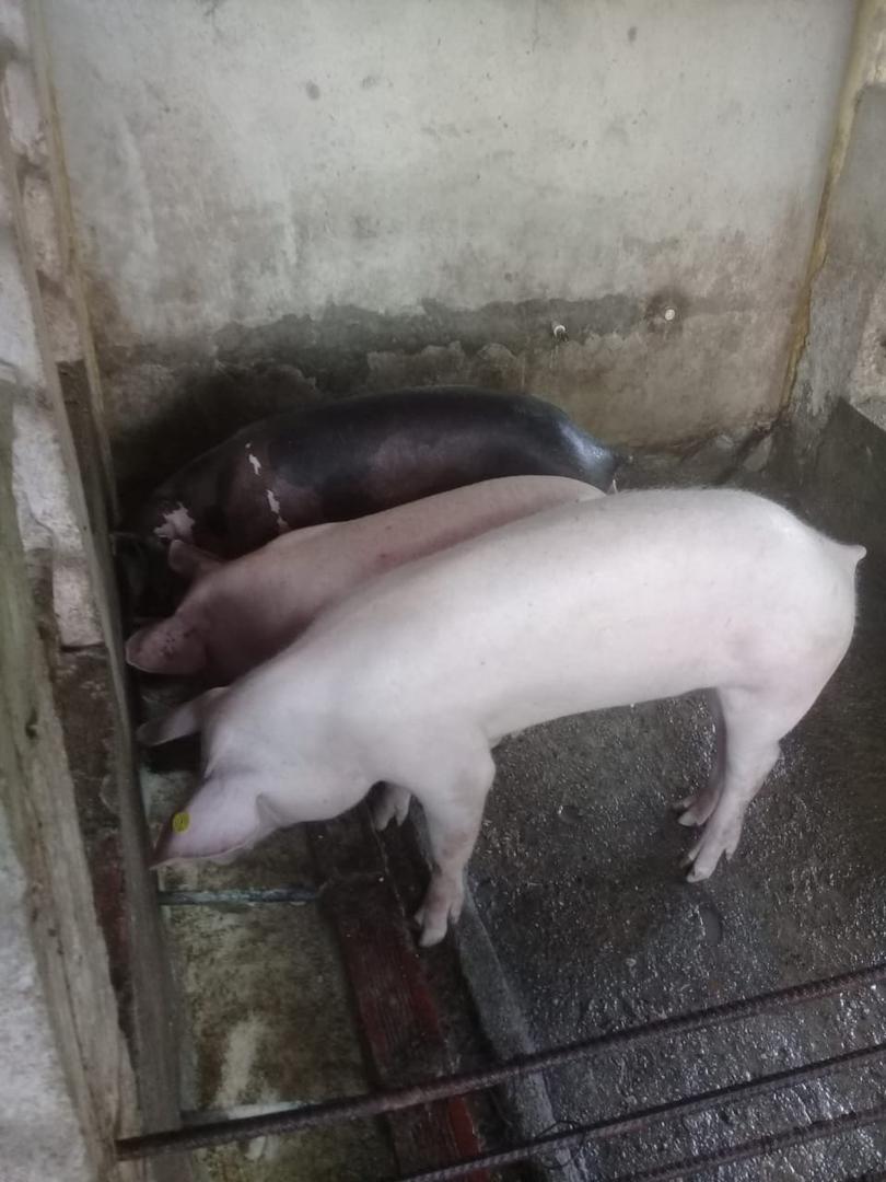 Kilogramo De Cerdo En Pie