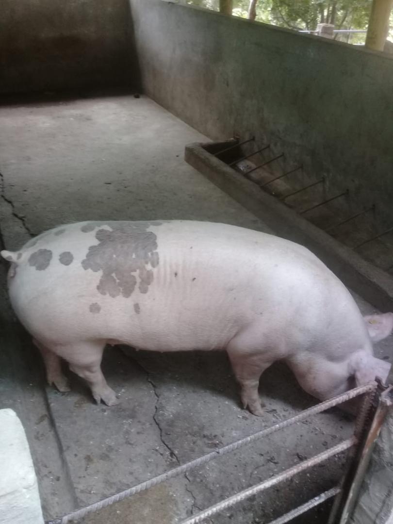 Kilogramo De Cerdo En Pie