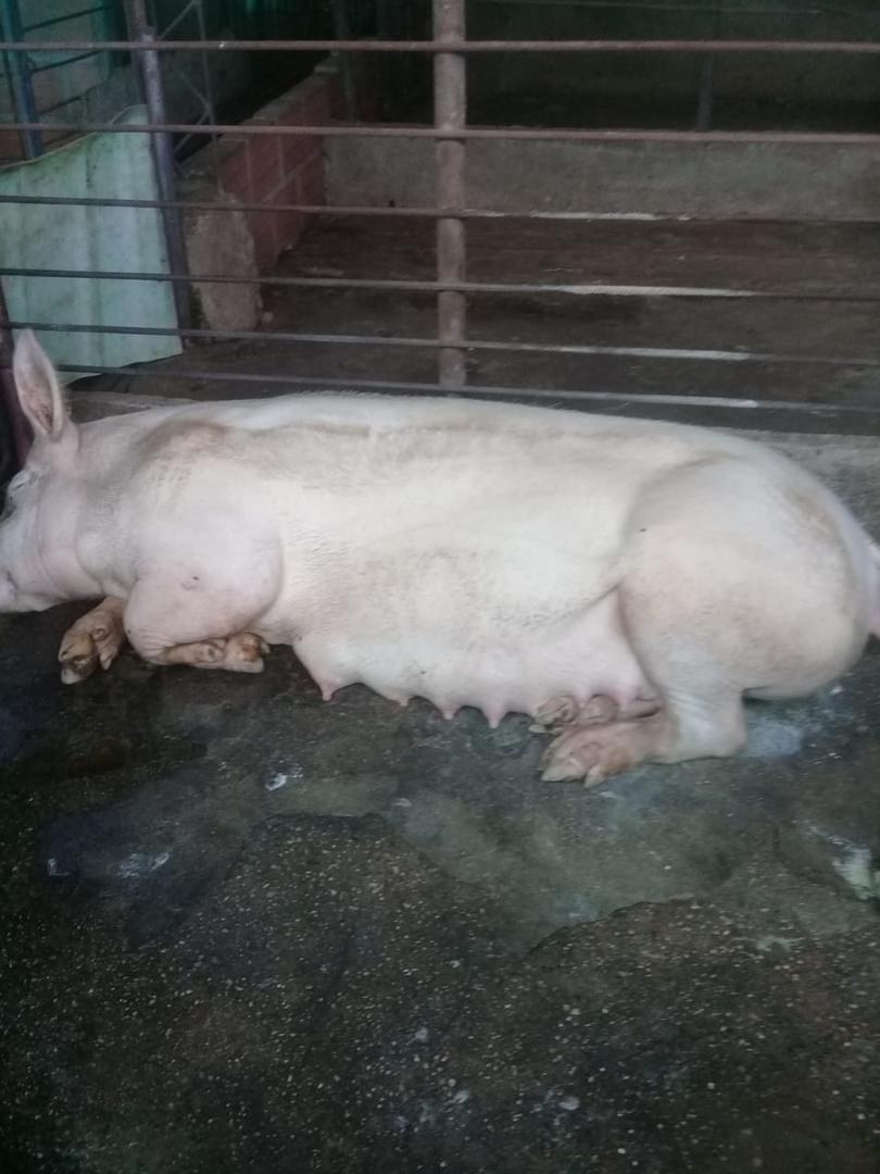 Kilogramo De Cerdo En Pie