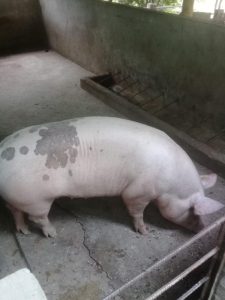 Kilogramo De Cerdo En Pie