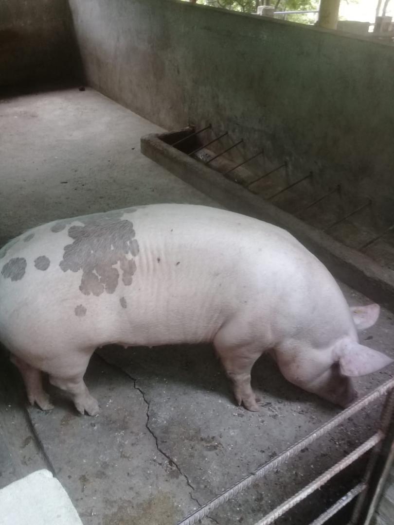 Kilogramo De Cerdo En Pie