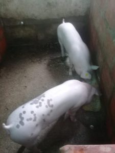 Kilogramo De Cerdo En Pie