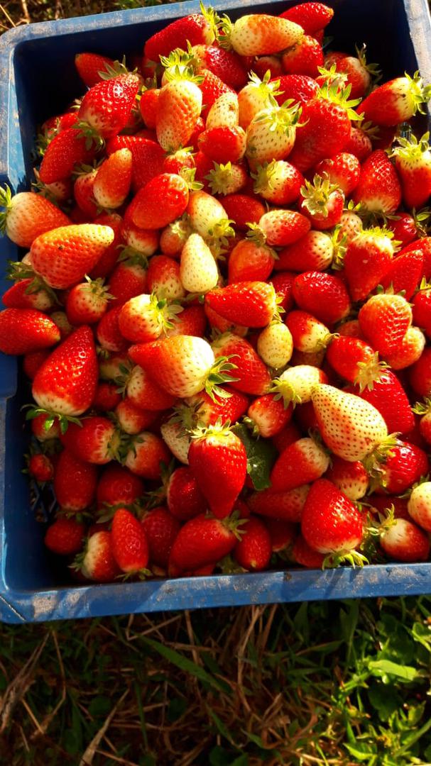 Fresas Variedad Sabrina Y Monterey — foto 4 de 4