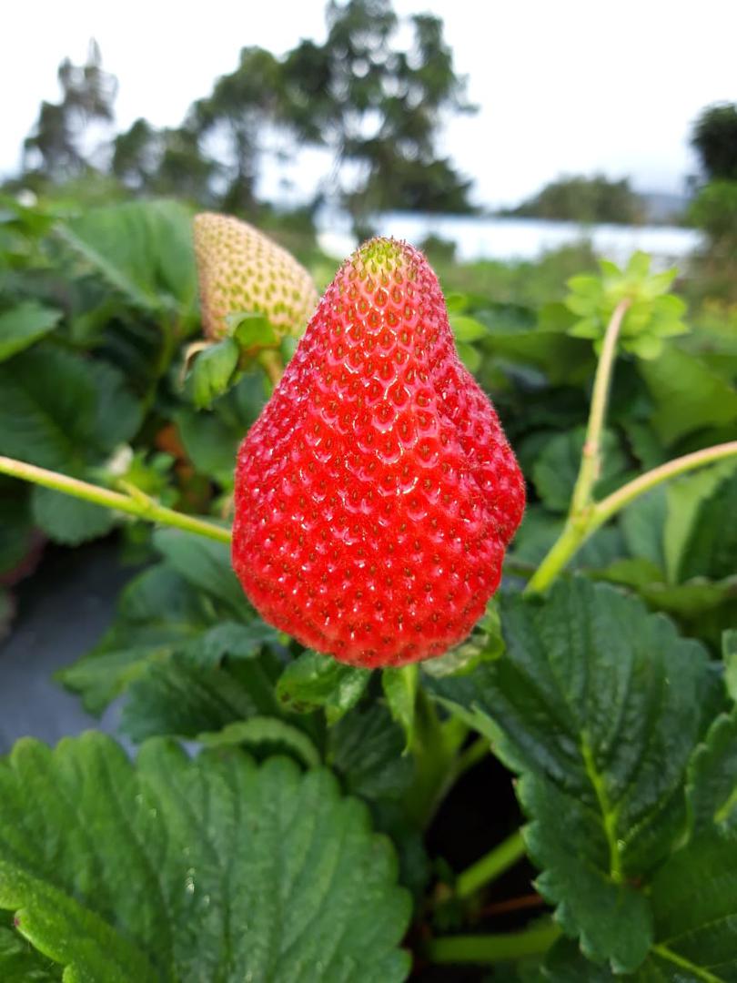 Fresas Variedad Sabrina Y Monterey — foto 3 de 4