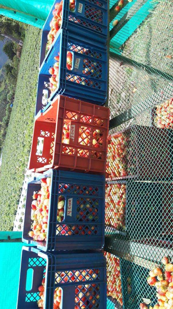 Fresas Variedad Sabrina Y Monterey