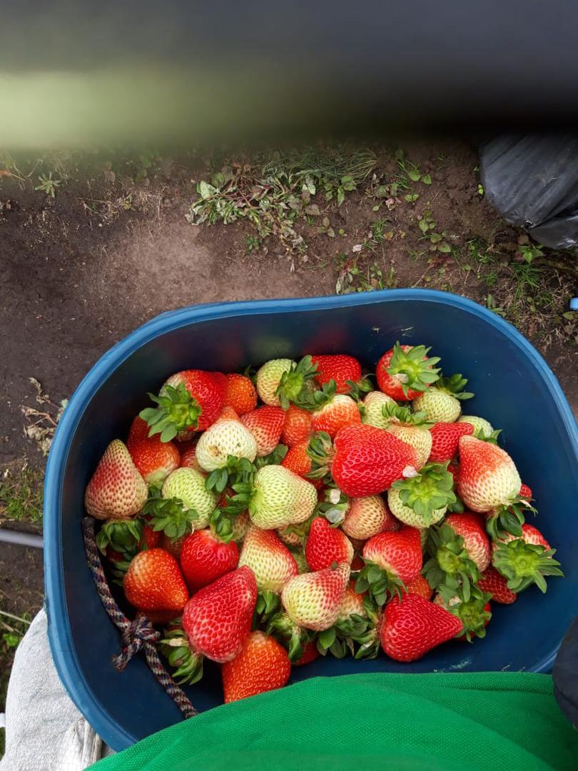 Fresas Variedad Sabrina Y Monterey — foto 2 de 4
